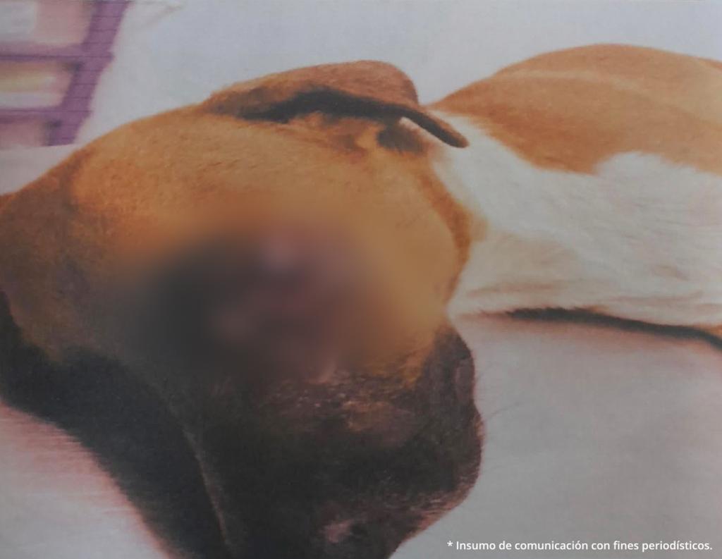 Dos Casos de Maltrato Animal: Caninas Sufren Agresiones en Yopal y Chaparral 3