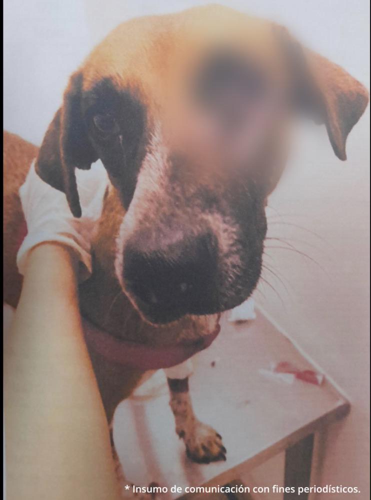 Dos Casos de Maltrato Animal: Caninas Sufren Agresiones en Yopal y Chaparral 4