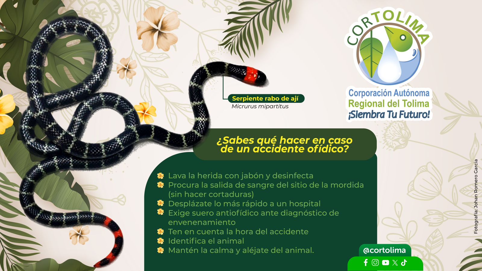 Cortolima trabaja en la prevención y manejo de accidentes ofídicos en el Tolima 1