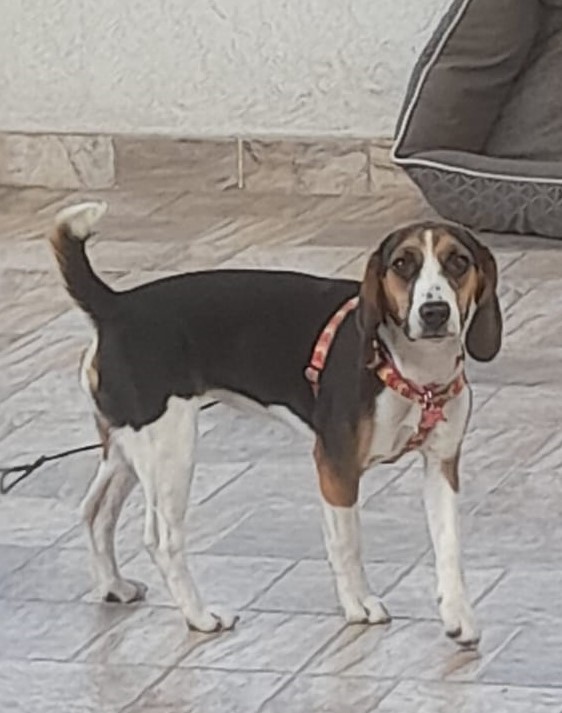 Un jeep le pasó por encima y mató a la perrita ‘Frida’ 1