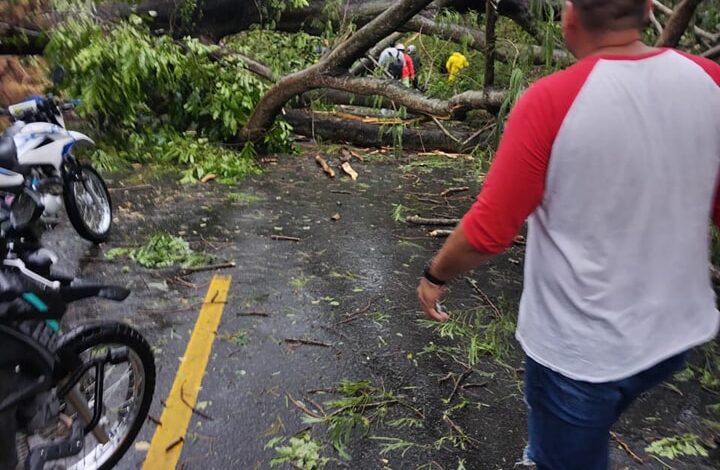 En Lérida cayeron árboles y el municipio se quedó sin servicio de energía eléctrica 1