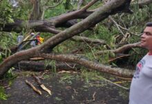 cortolima
