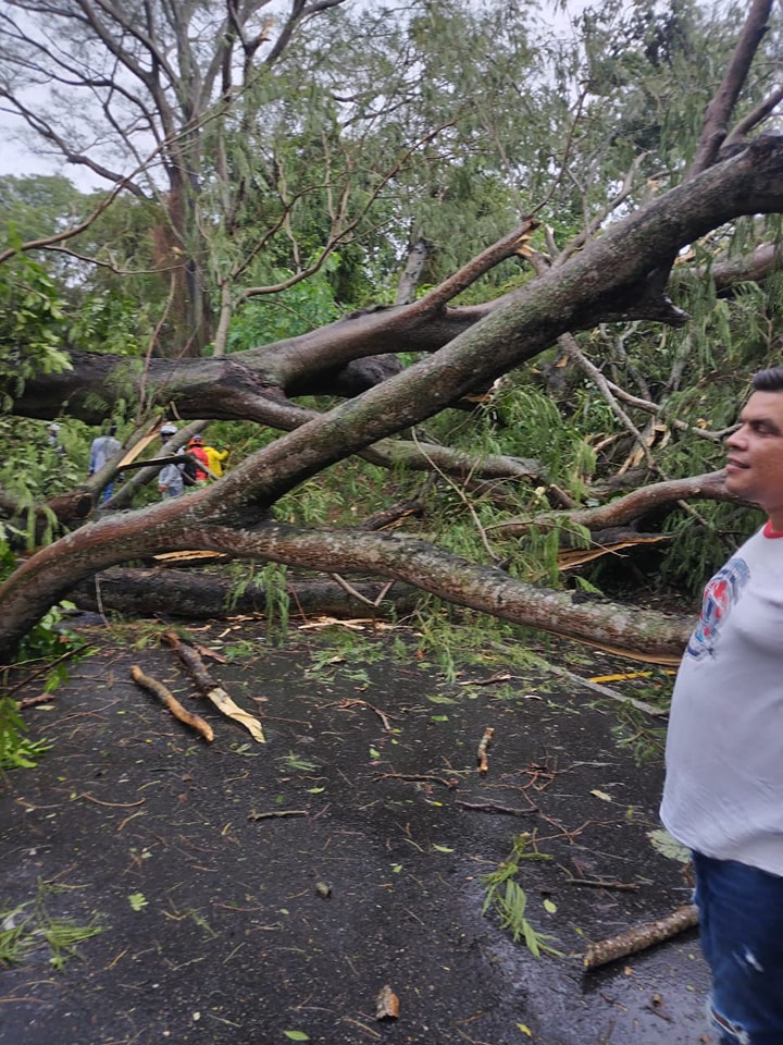 En Lérida cayeron árboles y el municipio se quedó sin servicio de energía eléctrica 3