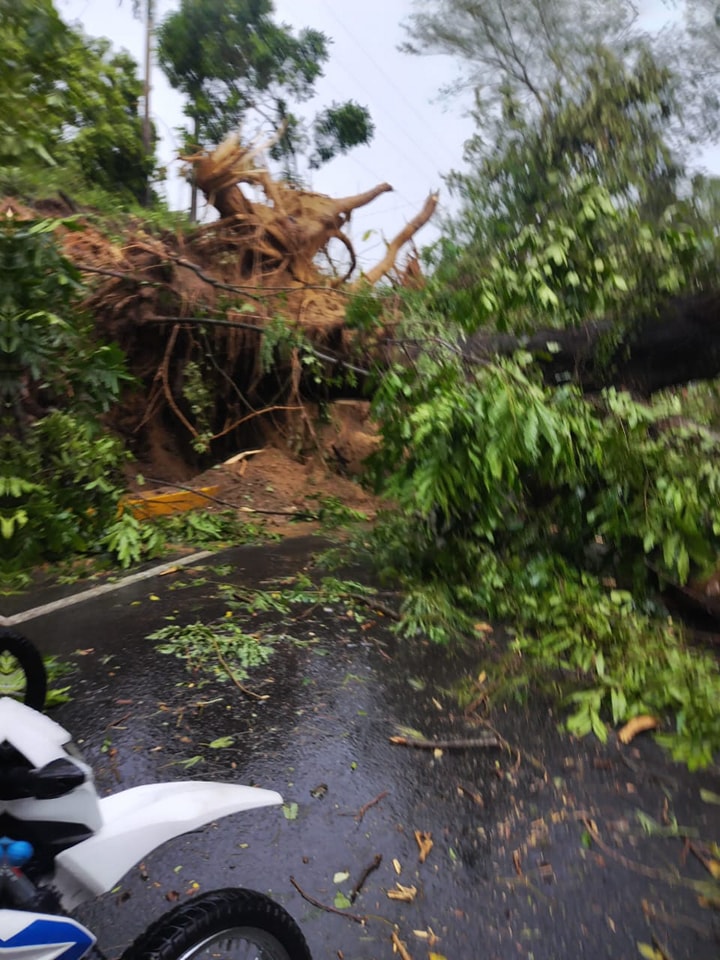 En Lérida cayeron árboles y el municipio se quedó sin servicio de energía eléctrica 2