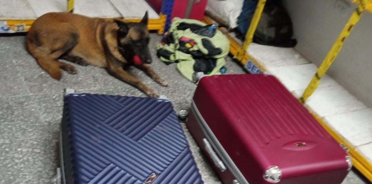 ‘Lanny’ olfateó la marihuana 3