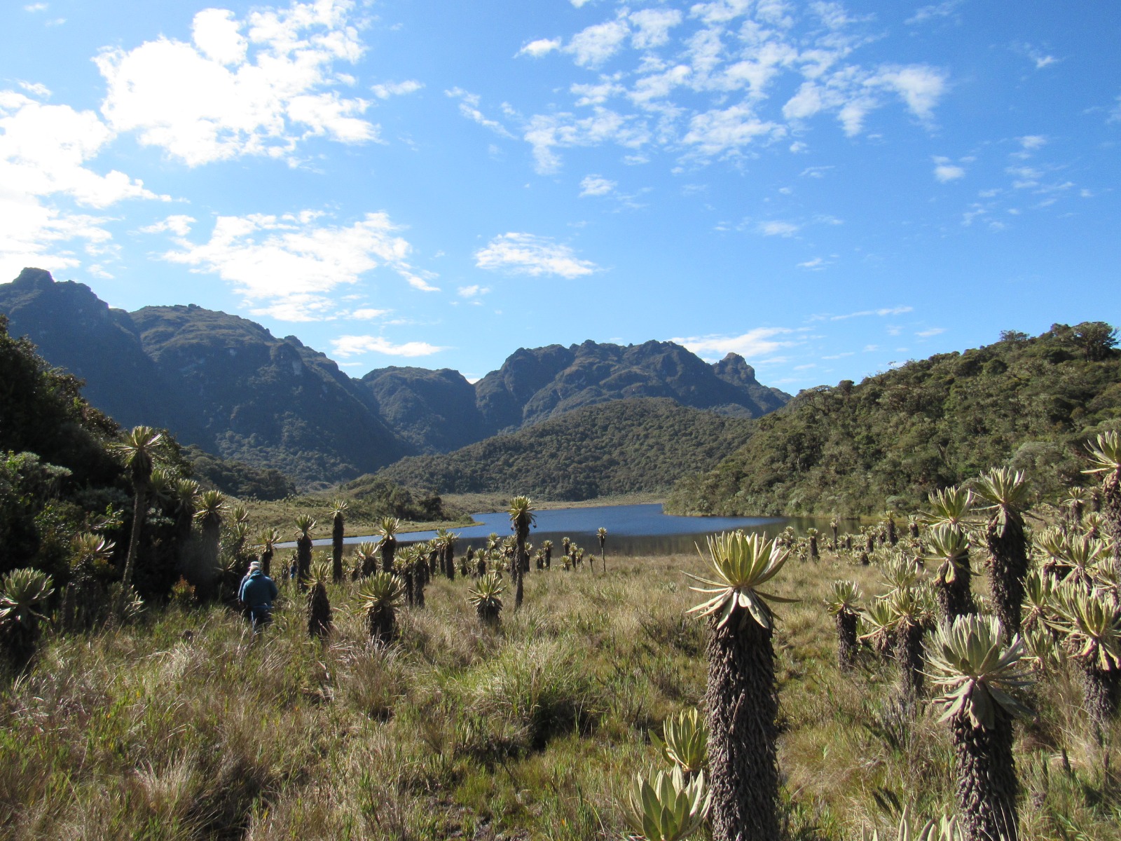 Parque Natural Regional Loros Andinos en Roncesvalles declarado por Cortolima como nueva área protegida 3