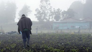 Sector agrícola del municipio de Falan reporta afectaciones en cultivos por las intensas lluvias 8