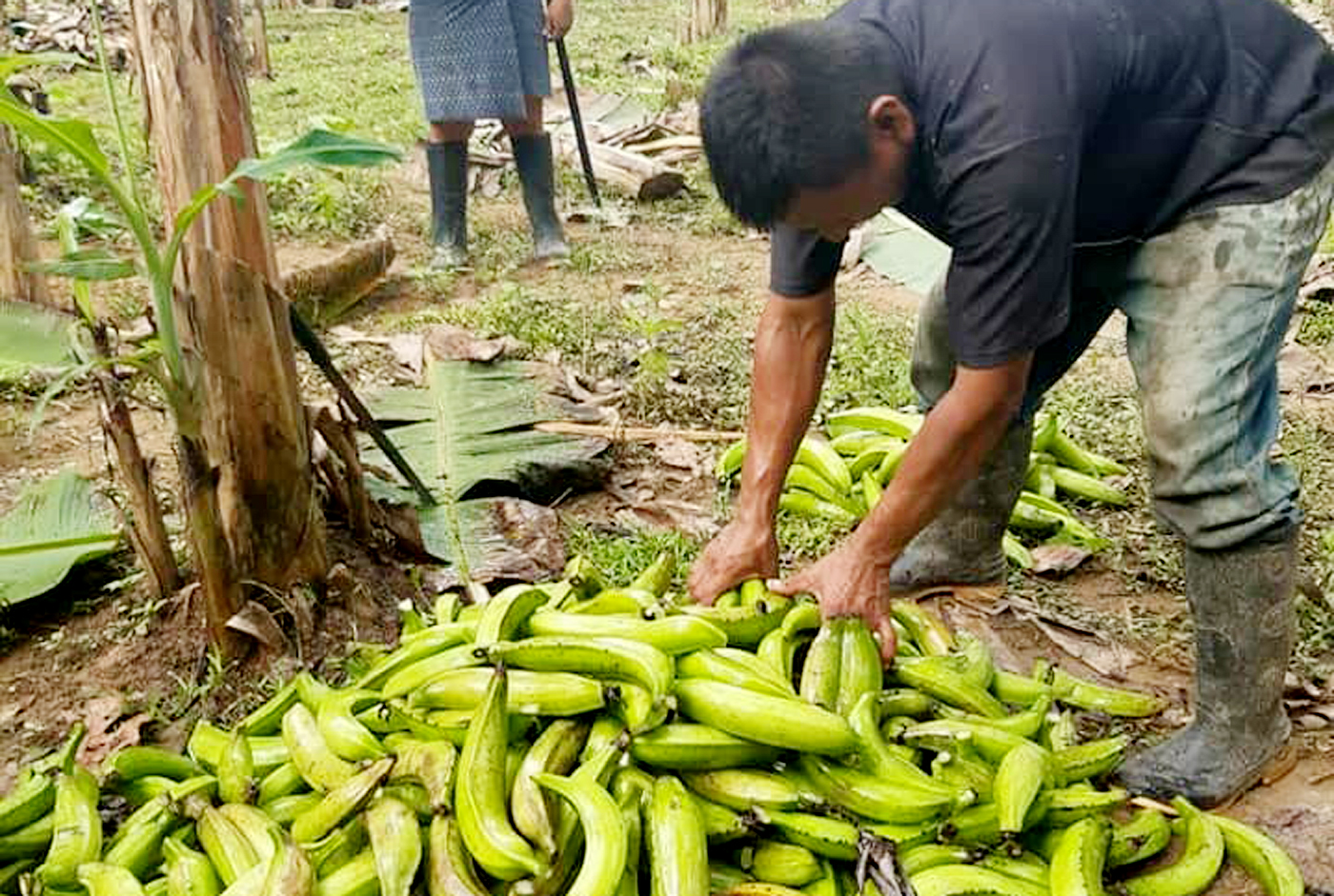 Crisis agrícola en Falan: Campesinos afectados por pérdidas en 400 racimos de plátanos 1