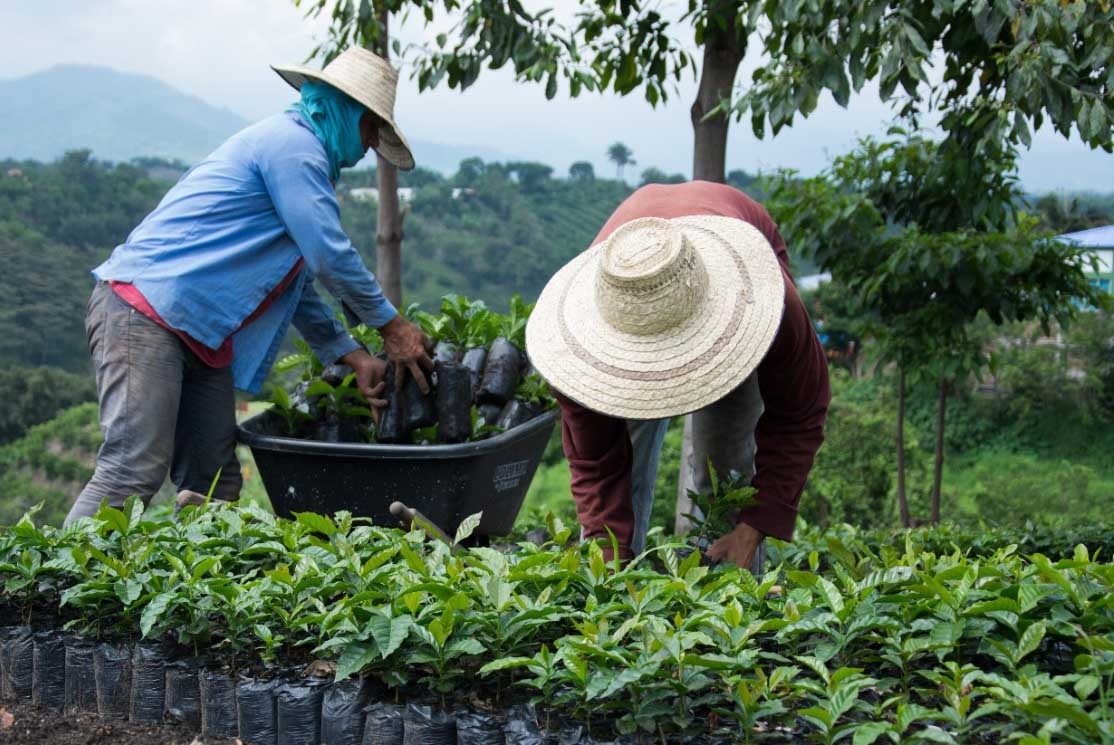 Especialización agrícola, clave en plan de desarrollo del Tolima: más de 64.000 familias cafeteras se benefician 1