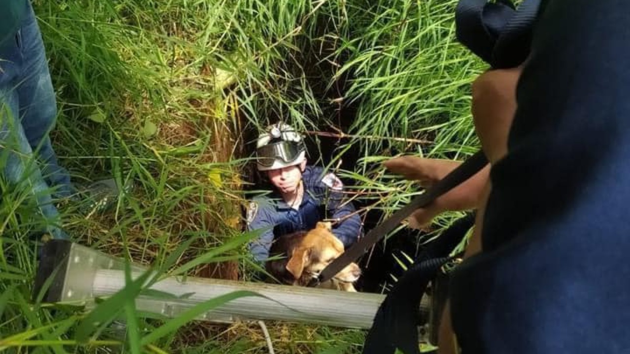 Acto de Bondad: Bomberos del Líbano rescatan a canino y oso perezoso 1