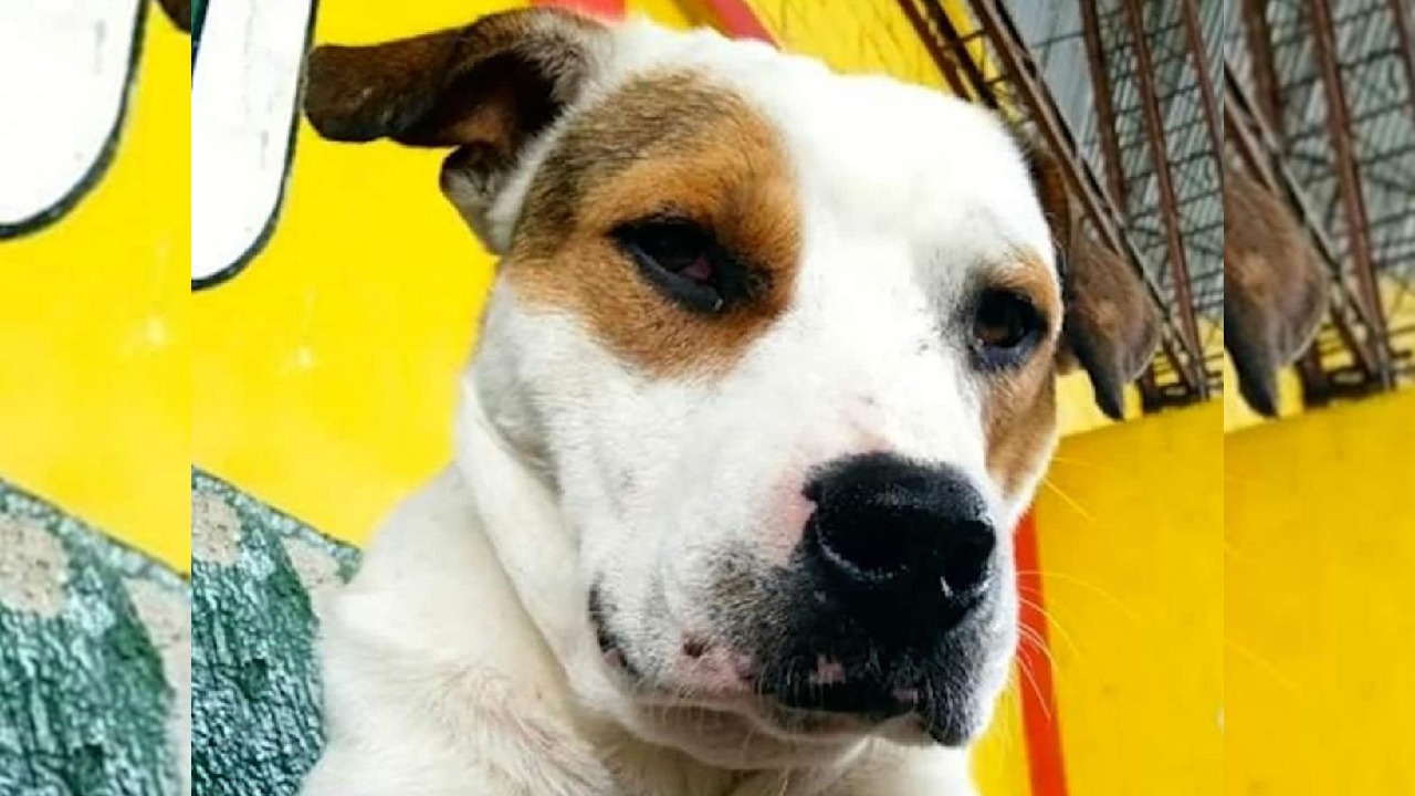 Responsable de asesinar a ‘Toby’ fue condenado a 9 meses de prisión en Santa Isabel, Tolima 1
