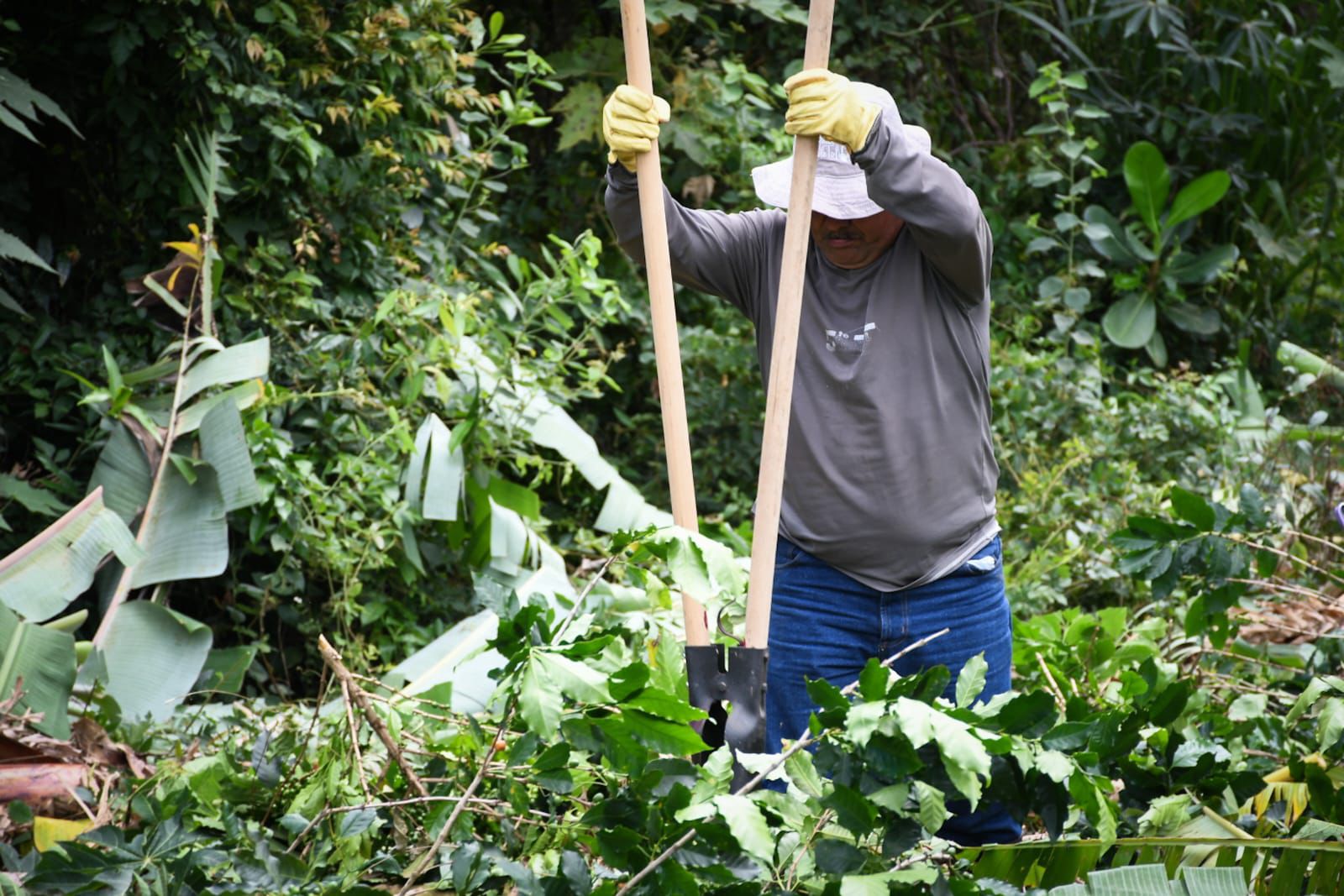 Cortolima restaura predios de Alpujarra con siembra de especies nativas 1