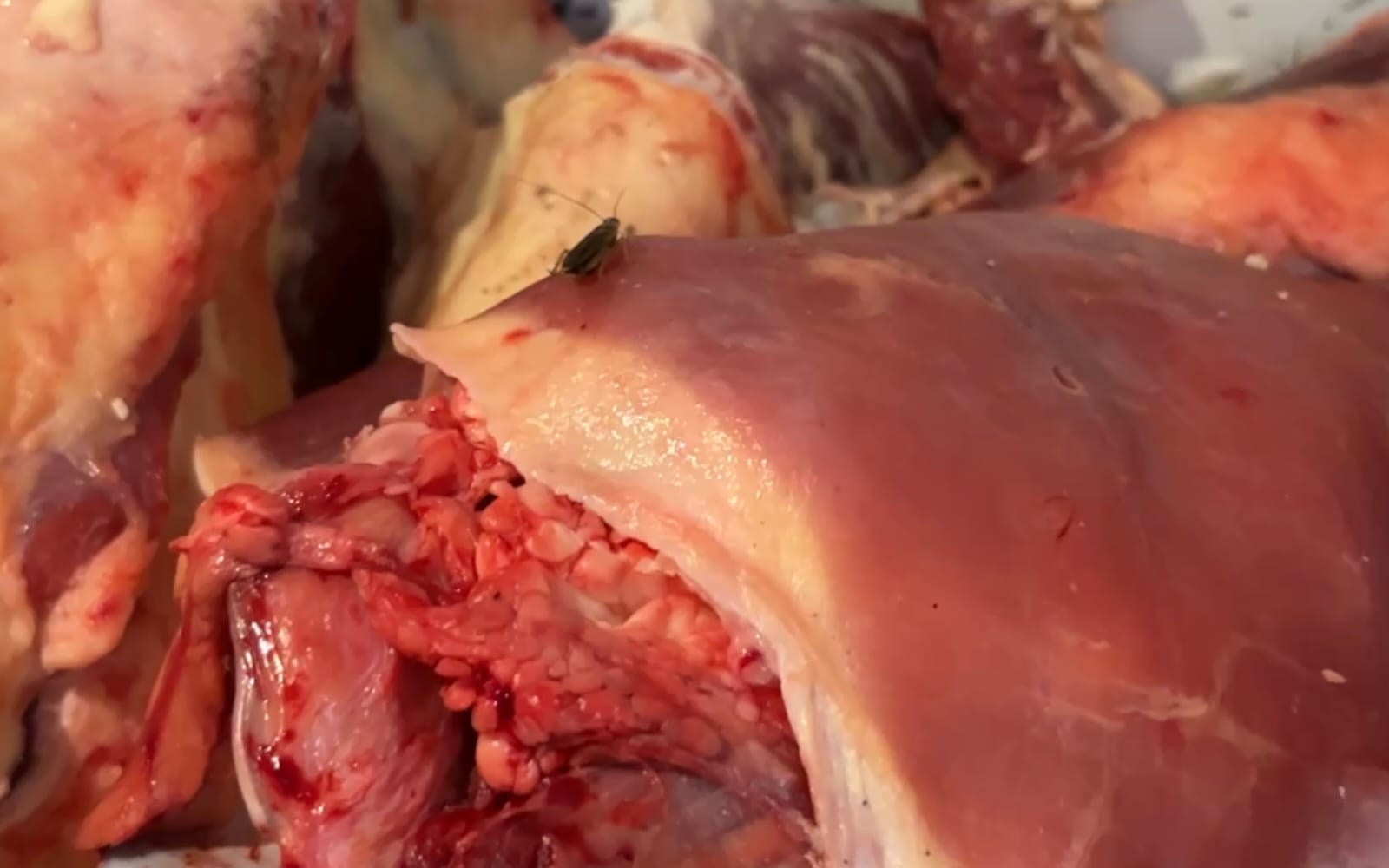 Incauta 335 kilos de carne en mal estado listos para la venta 1