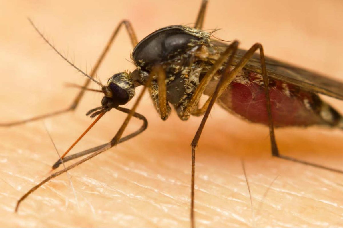 Intensificación de medidas para prevenir la malaria en Ortega 1