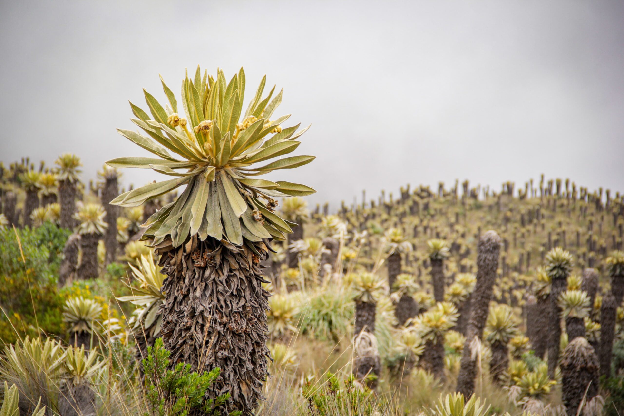 Día Mundial del Medio Ambiente: Cortolima trabaja por la recuperación de suelos y la protección de la biodiversidad 1