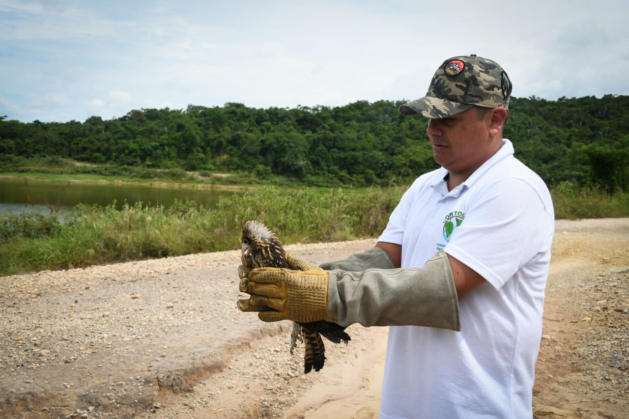 Cortolima libera 47 animales silvestres en su hábitat natural 4