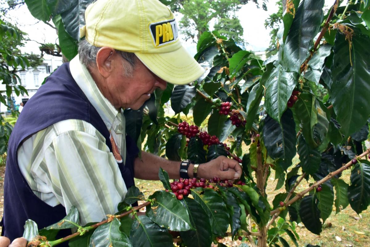 Preocupación de alcaldes por visibilizar la caficultura en el norte del Tolima 1