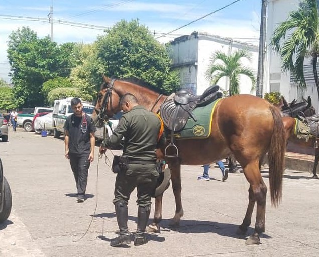 Caballo de Carabineros fue atropellado por conductor en presunto estado de embriaguez 4