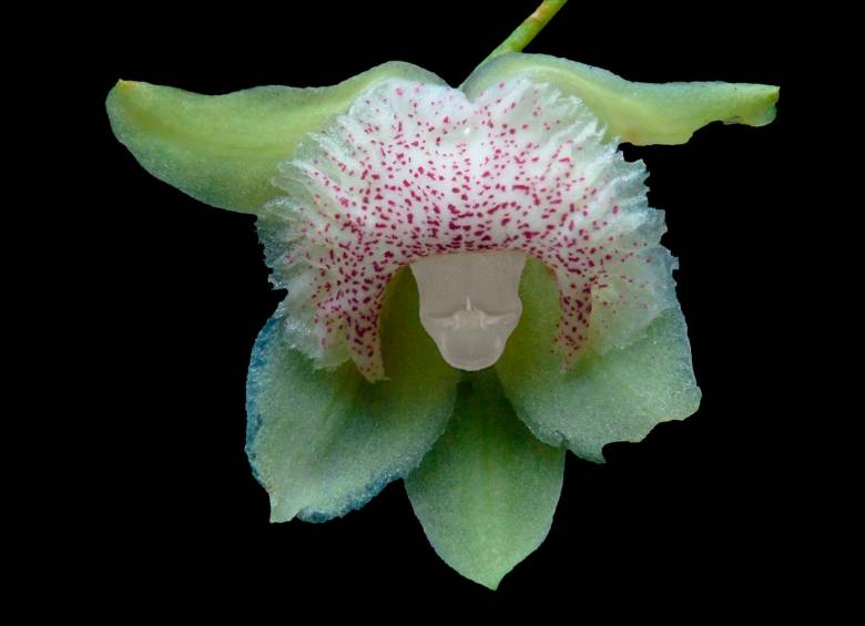 Descubren Nueva Especie de Orquídea en Tolima 1