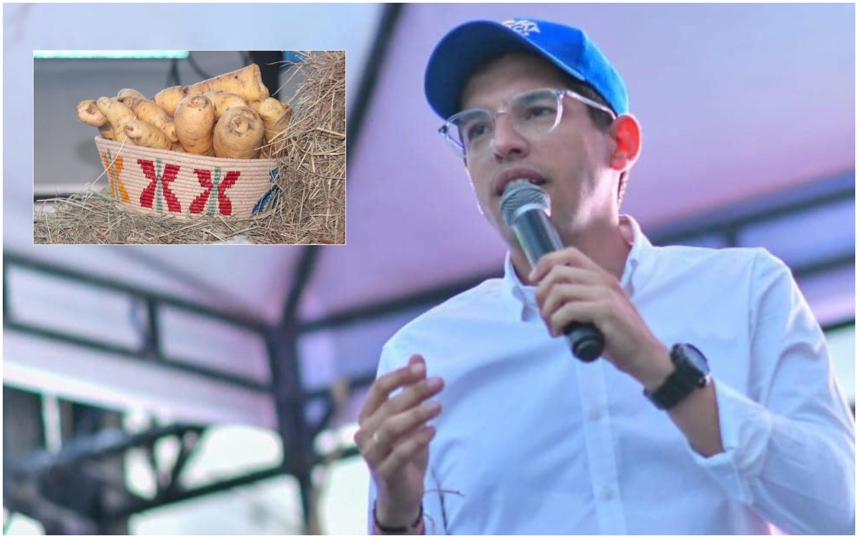 Ante injusticia de mercados con cultivadores de arracacha, alcalde de Cajamarca radica proyecto para acompañar producción 1