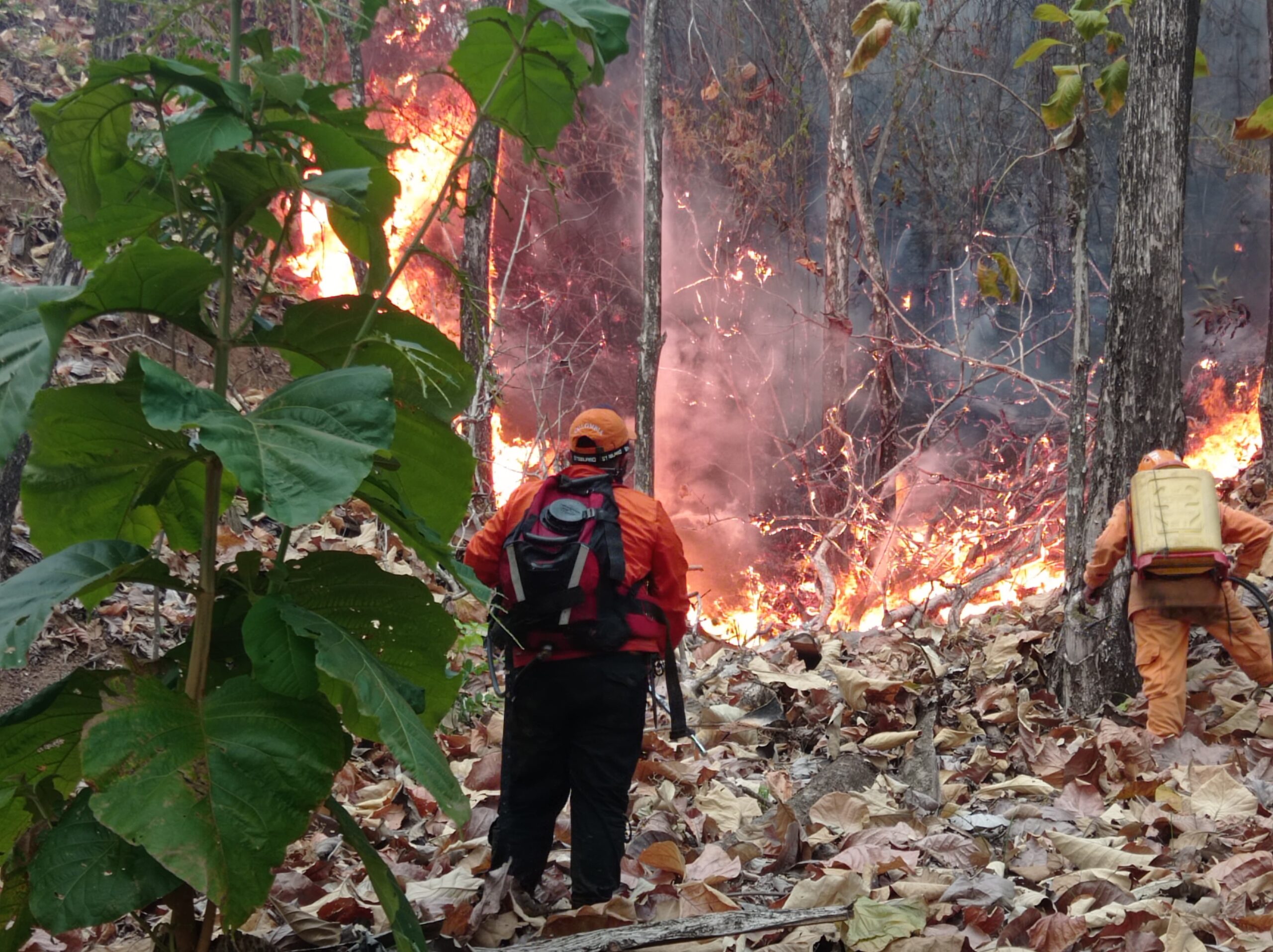“Van más de 8.000 hectáreas consumidas por incendios en el Tolima”: gobernadora Matiz 1