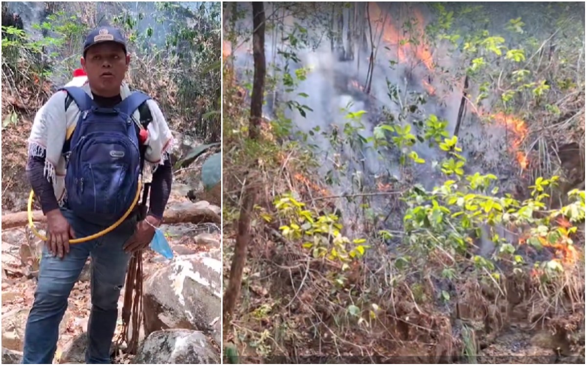 Afectado en Dolores: "De un día para otro, quienes protegían estos bosques y cultivaban están acabados" 1