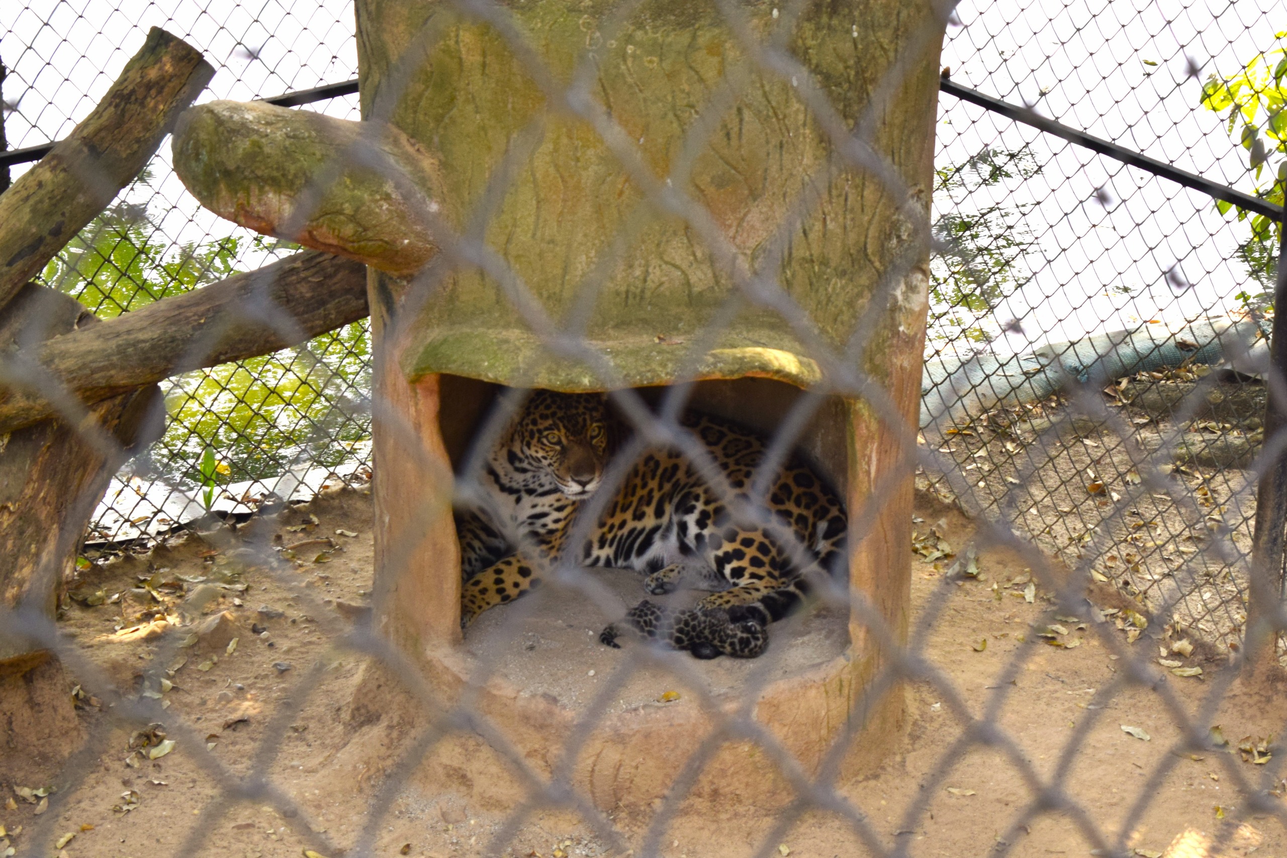 En Tolima nace el primer jaguar en cautiverio, un hito para su conservación 1