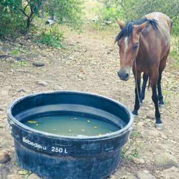 “Los natagaimunos no están solos. Vinimos a apoyarlos": Gobernadora del Tolima 5