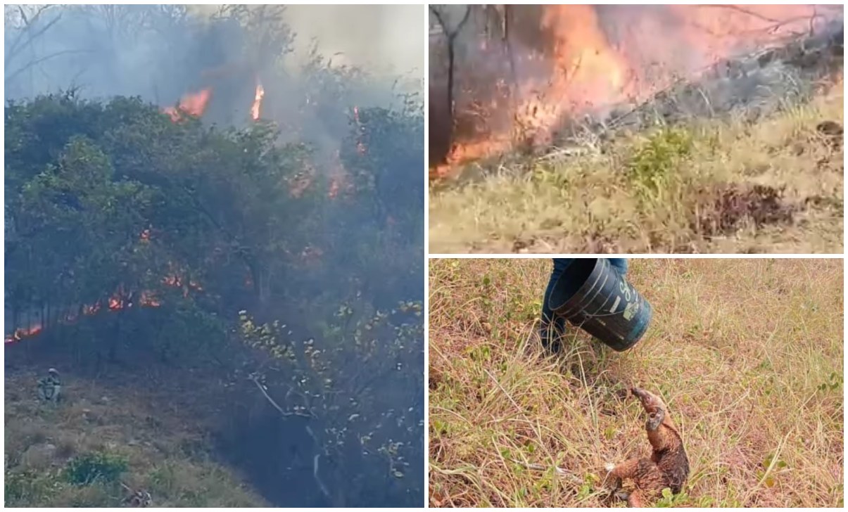 “Estamos que nos ponemos a llorar, el incendio se puede entrar a las casas”: Habitantes de Natagaima 1