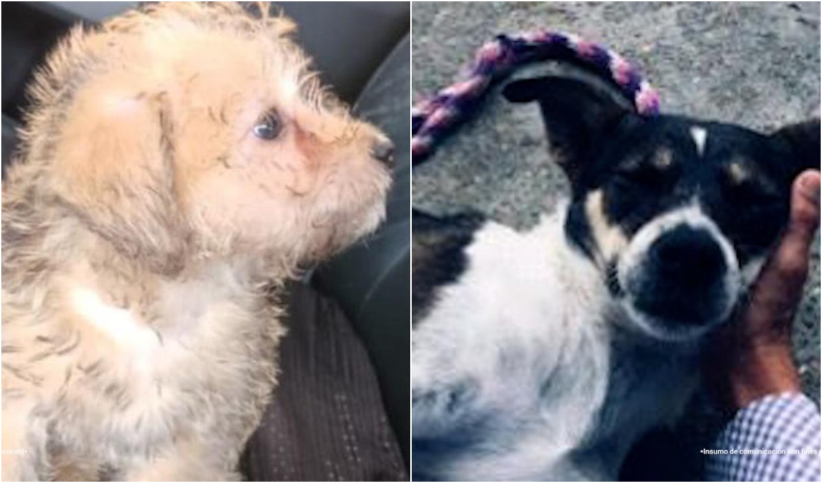 Fiscalía judicializa a mujer que lanzó un perro desde el piso 12 de un edificio 1