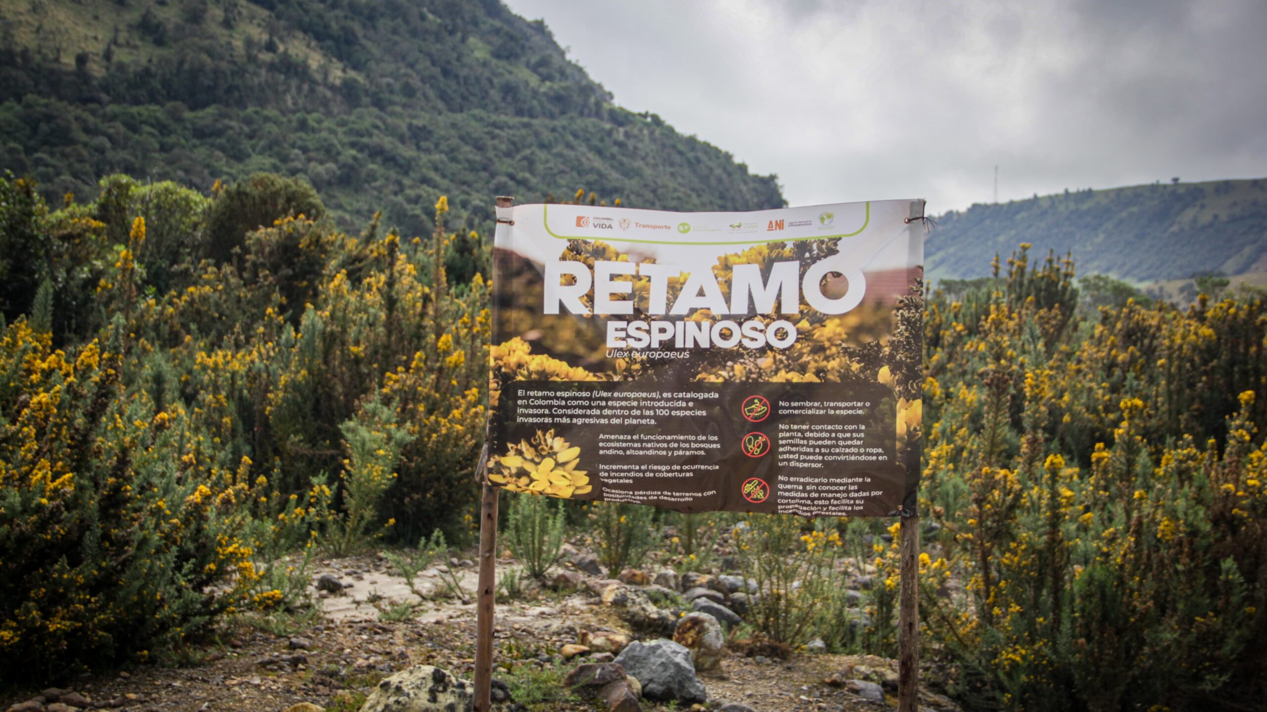Harán control a la especie invasora “Retamo Espinoso” en el páramo de ...
