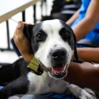 Trasladan a Ibagué a ‘Kira’, una mascota víctima de abuso en Planadas 3