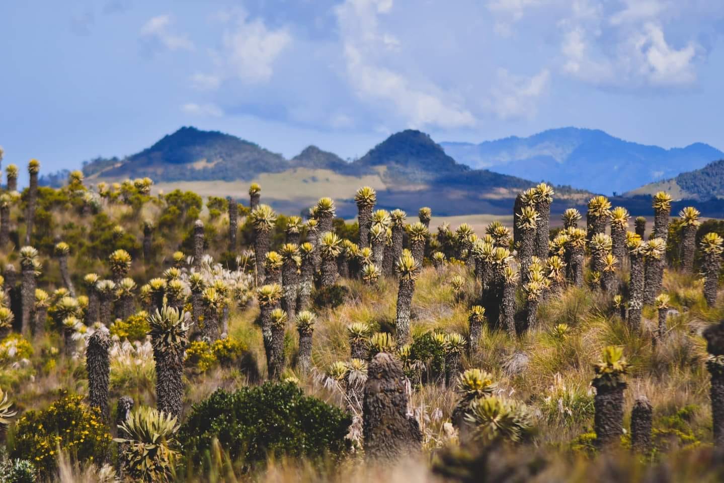 Alcaldesa de Murillo pide flexibilizar el pico y placa: refuerza campañas de turismo responsable 1