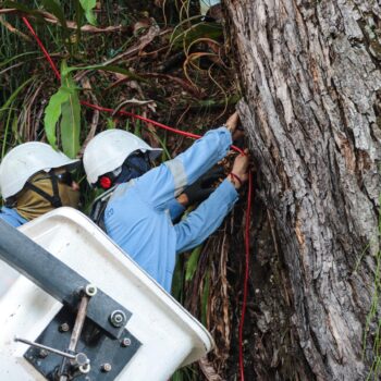 Instalación del alumbrado navideño en Ibagué ya comenzó 4