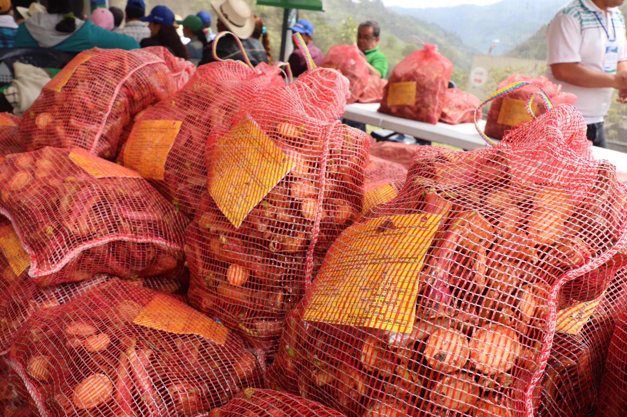 Crisis en Cajamarca: campesinos van a quiebra por desplome del precio de la arracacha 1