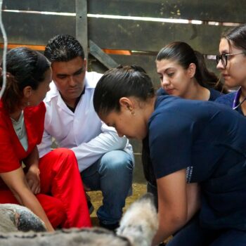 Gobernadora del Tolima confirma mejoría del burrito quemado en incendio 6