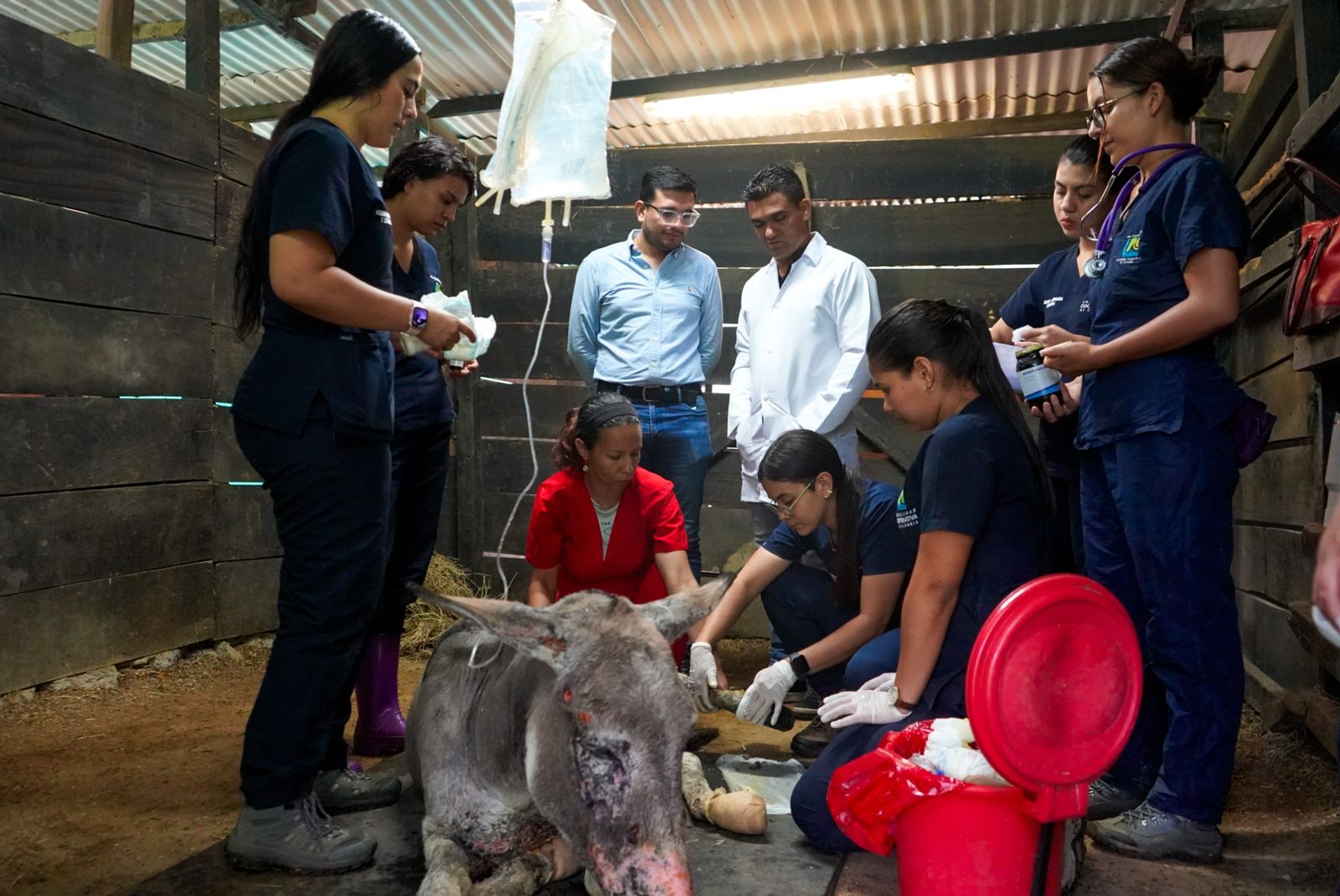 Gobernadora del Tolima confirma mejoría del burrito quemado en incendio 5