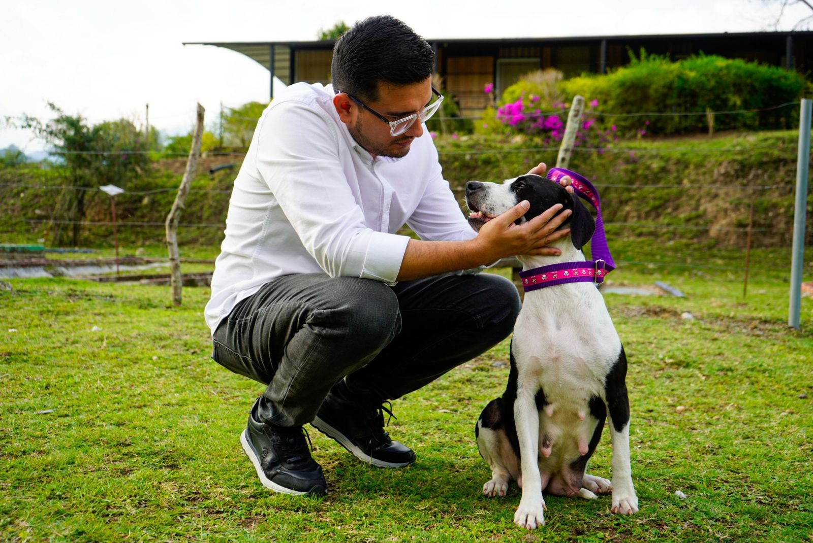 Trasladan a Ibagué a ‘Kira’, una mascota víctima de abuso en Planadas 1