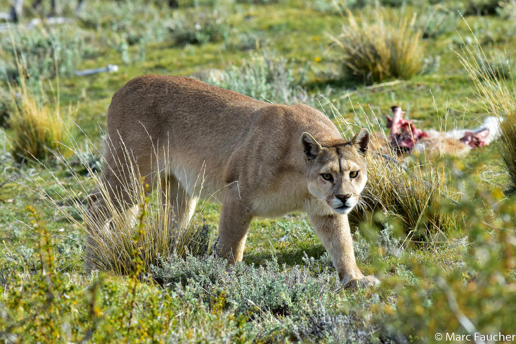 Puma estaría enseñando a cazar a sus crías con ganado de Cajamarca 3