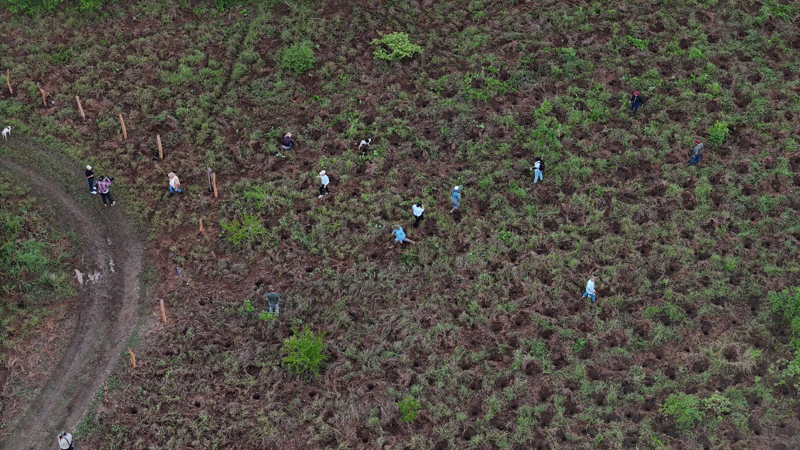 Se inició la siembra de los bosques afectados por incendios en Natagaima 1