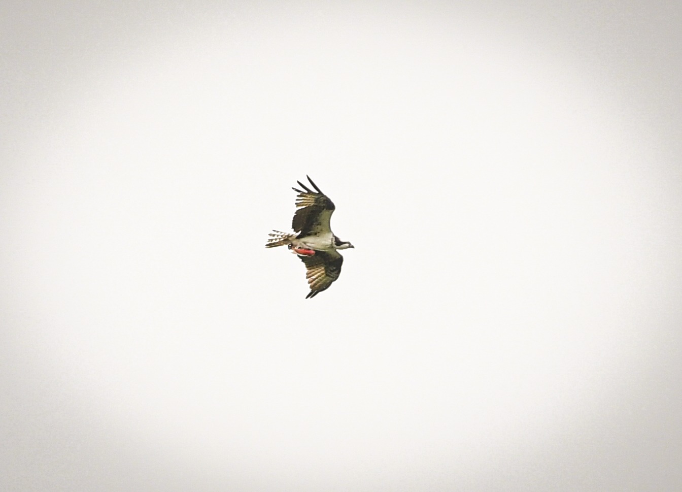 Se cumplieron primeras jornadas de avistamiento durante Festival de Aves del Tolima 3