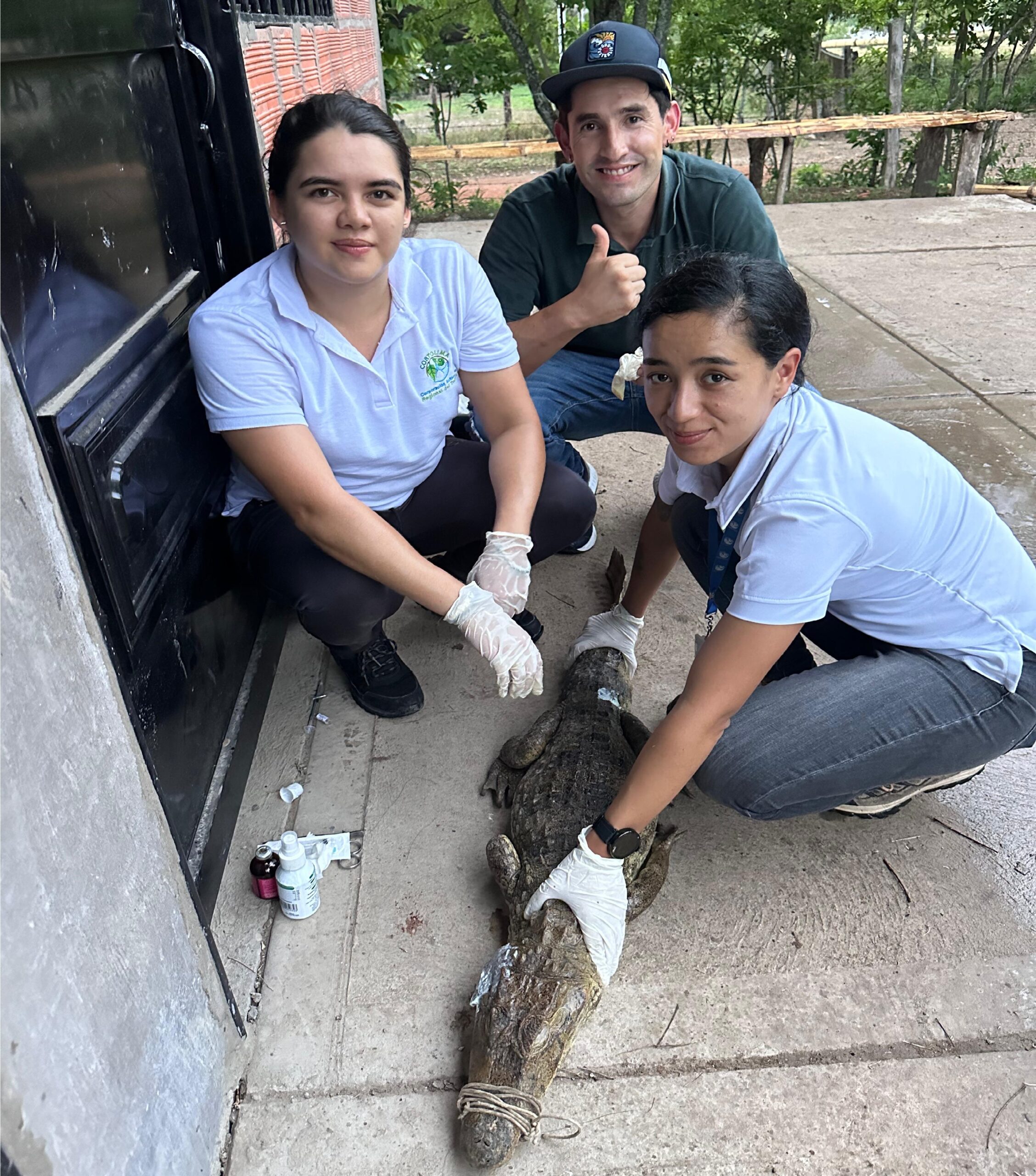Cortolima atiende y libera a babilla en Natagaima 1