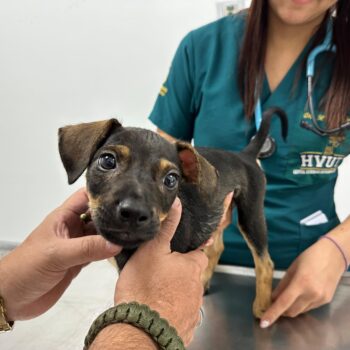 'Tommy', mascota víctima de maltrato en Lérida, fue atendido en Hospital Veterinario de la UT 4