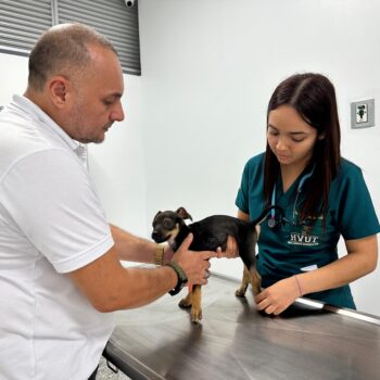 'Tommy', mascota víctima de maltrato en Lérida, fue atendido en Hospital Veterinario de la UT 3