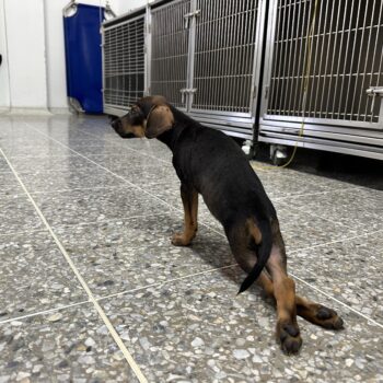 'Tommy', mascota víctima de maltrato en Lérida, fue atendido en Hospital Veterinario de la UT 2