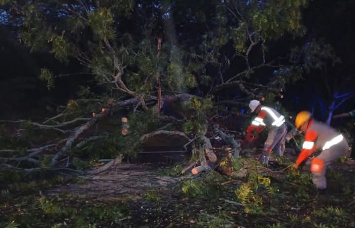 Árbol cae sobre la vía nacional en Armero: dos heridos y daños materiales 7