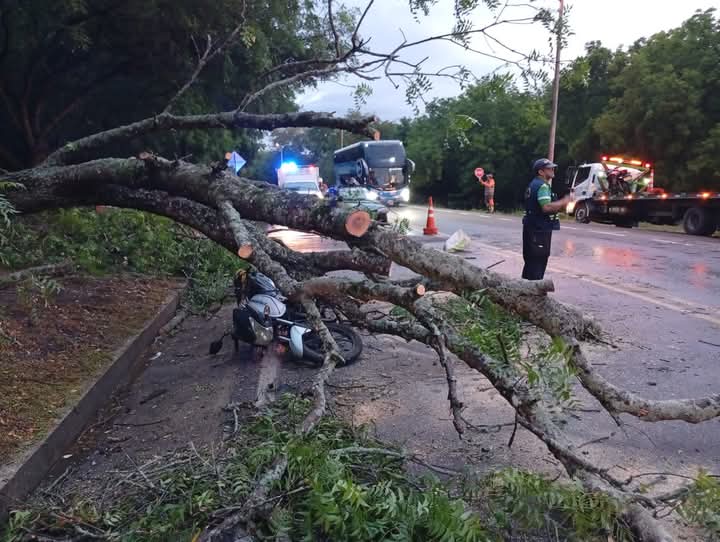 Árbol cae sobre la vía nacional en Armero: dos heridos y daños materiales 9