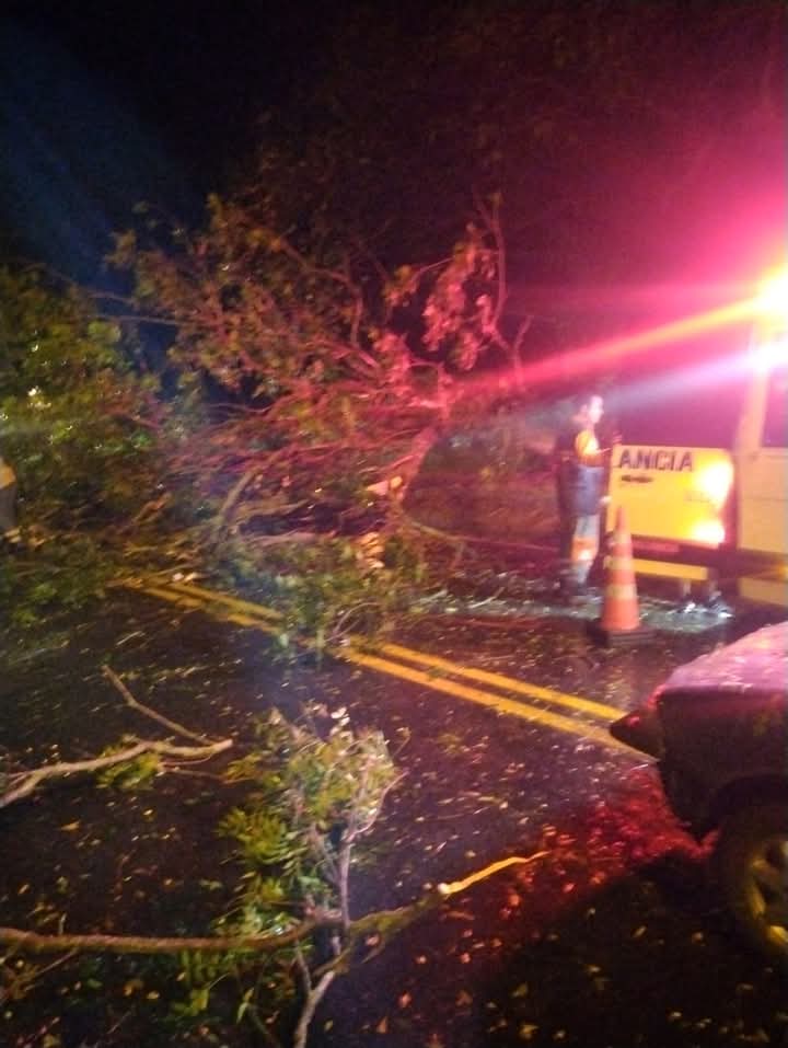 Árbol cae sobre la vía nacional en Armero: dos heridos y daños materiales 8