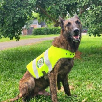 Historias: ”Ángel', un canino ejemplar de la Policía al servicio de la comunidad 3