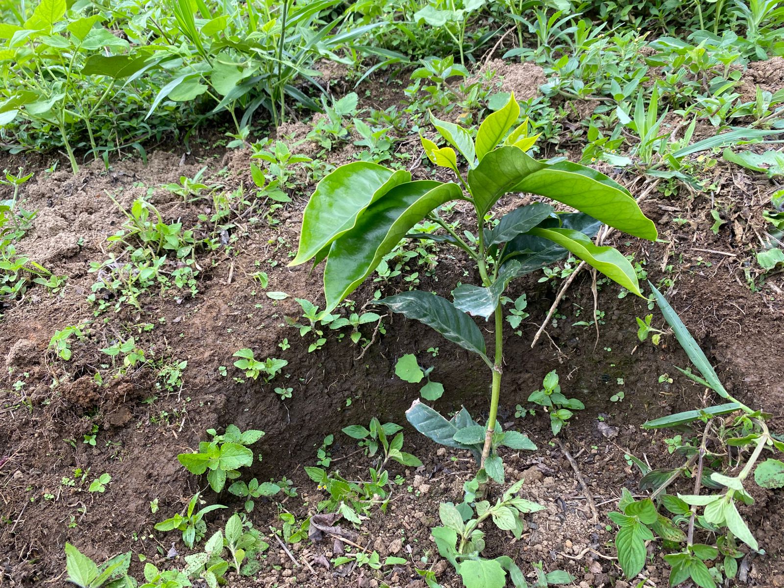 40 jóvenes cafeteros de Ataco fortalecen conocimientos empresariales de la mano de la Gobernación del Tolima 7